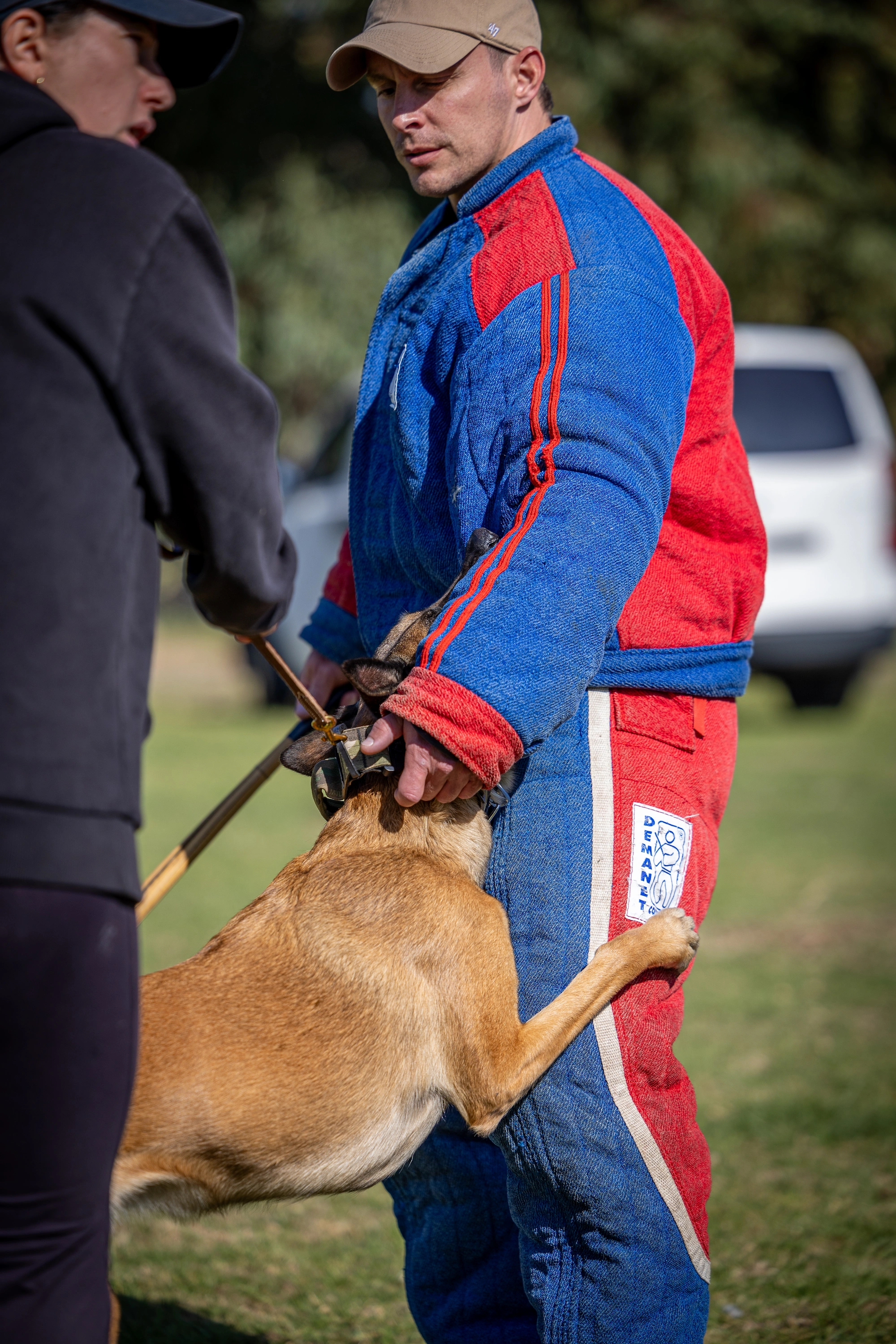 Belgian Malinois obedience training