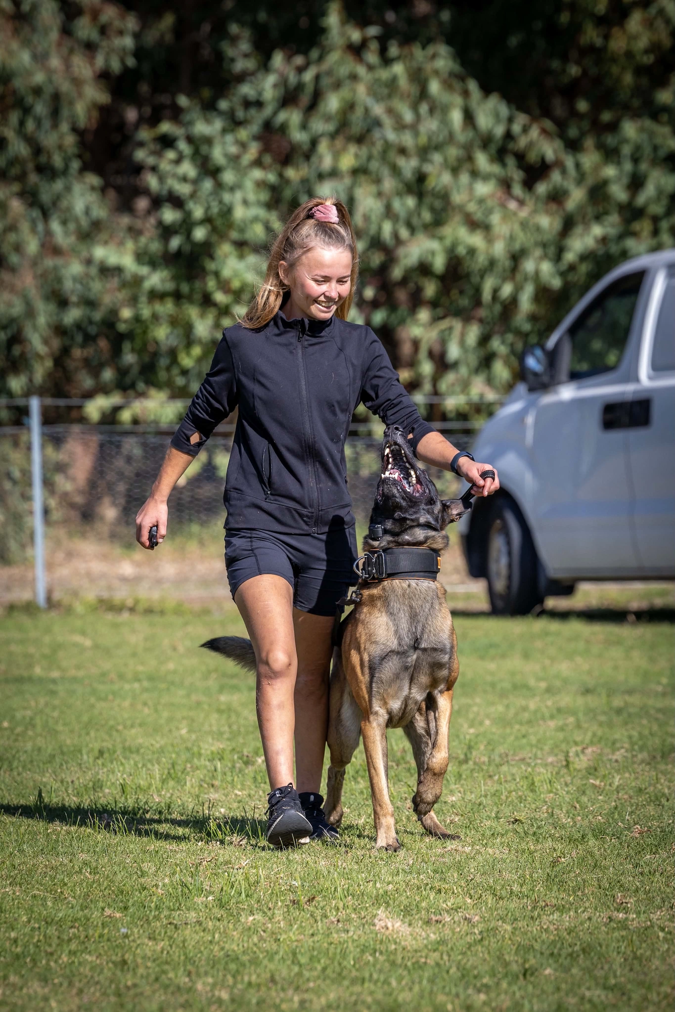 Belgian Malinois obedience training