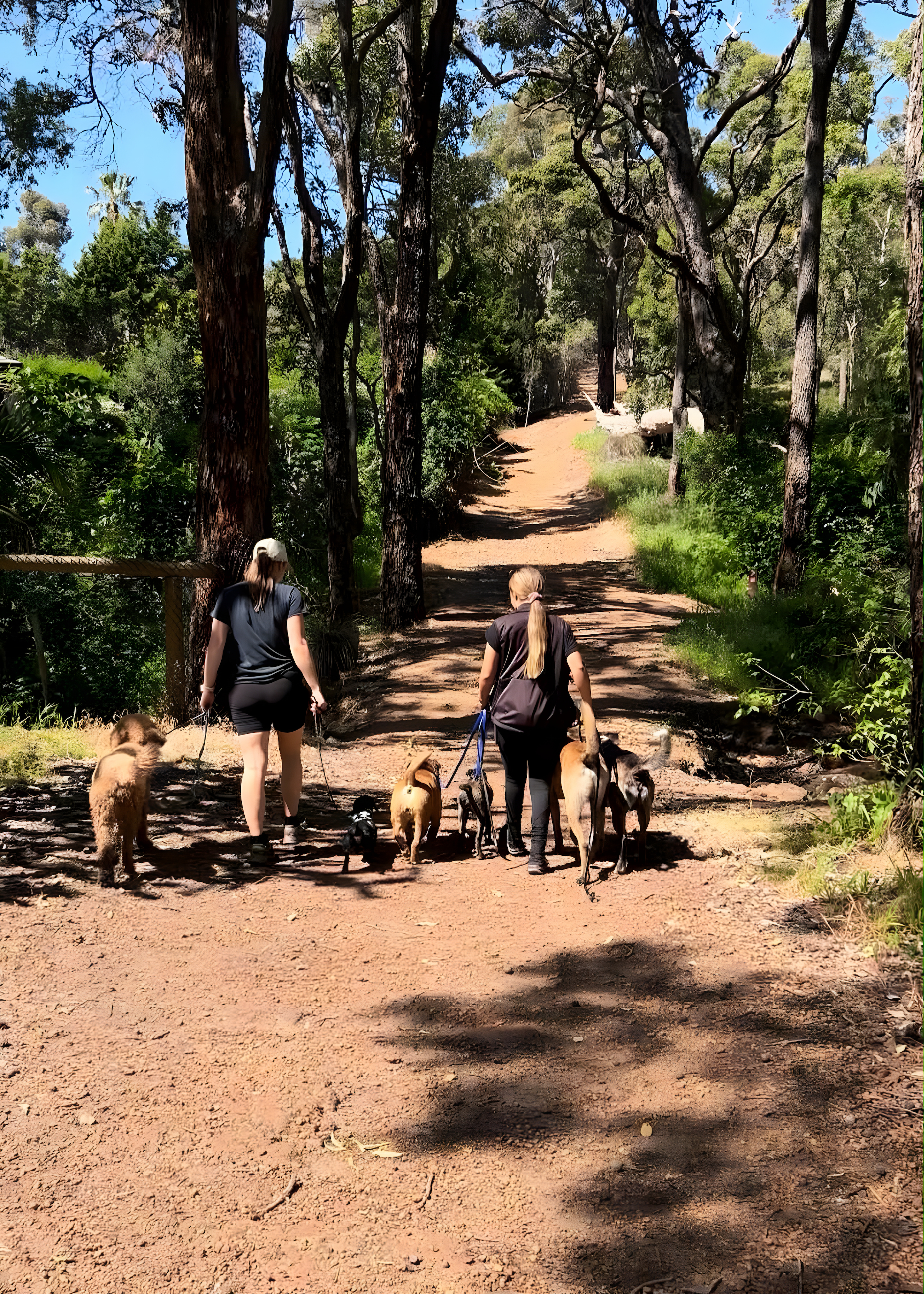 Dog Walks